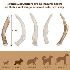 Prairie Dog Antlers | North American Whole Deer Antler | MEDIUM |Naturally Shed | Hand Harvested | Nutrient Rich | 6-7.5 inches long