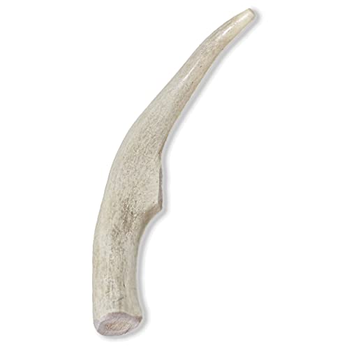 Prairie Dog Antlers | North American Whole Deer Antler | MEDIUM |Naturally Shed | Hand Harvested | Nutrient Rich | 6-7.5 inches long