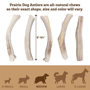 Prairie Dog Antlers | North American Split Antler | Large | Naturally Shed | Hand Harvested | Nutrient Rich | 6-7.5 inches long