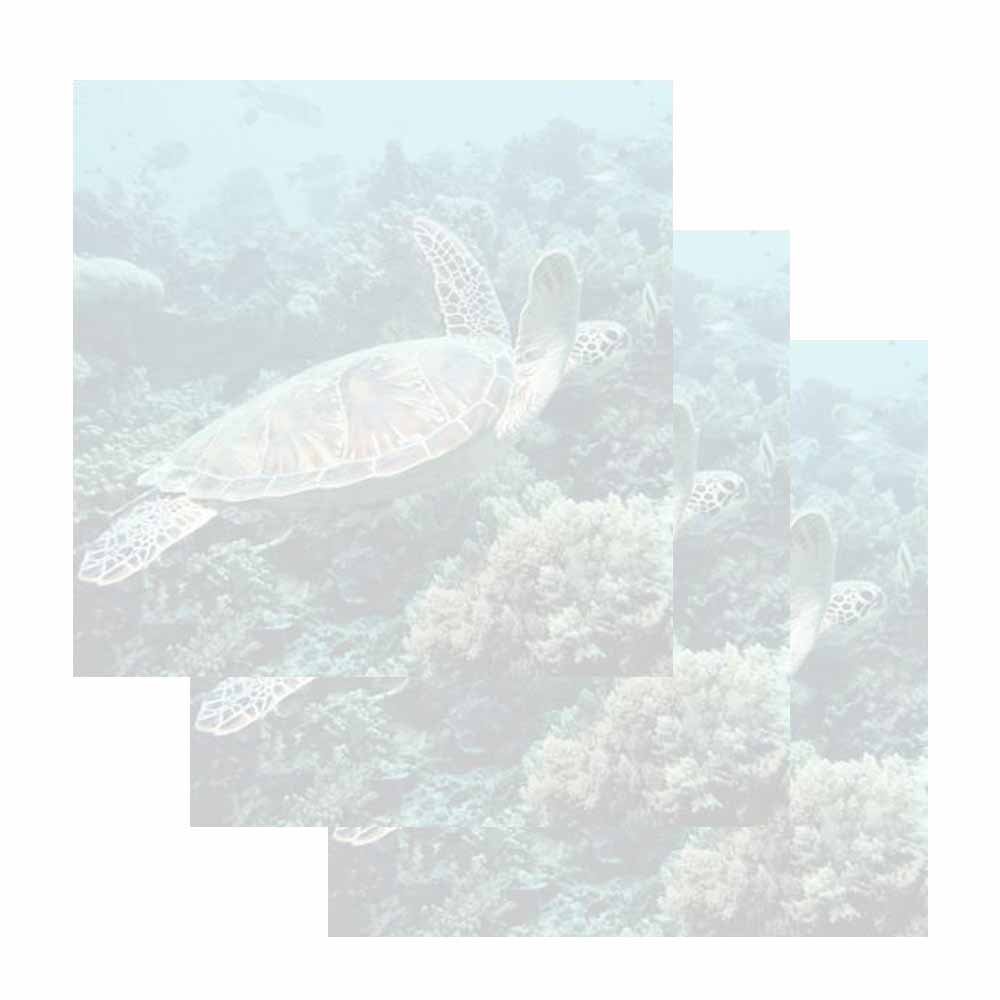 Sea Turtle Sticky Notes - Set of 3 - Wildlife Theme Design - Stationery Gift - Paper Memo Pad - Office and School Supplies