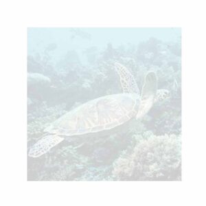 Sea Turtle Sticky Notes - Set of 3 - Wildlife Theme Design - Stationery Gift - Paper Memo Pad - Office and School Supplies