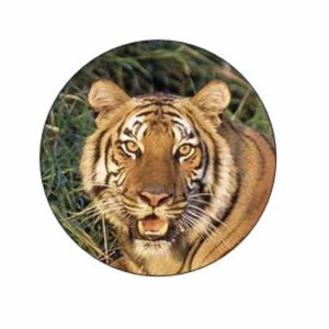 tiger face stickers - gift bag or envelope seals - animal theme stationery design - party favor supplies - set of 24