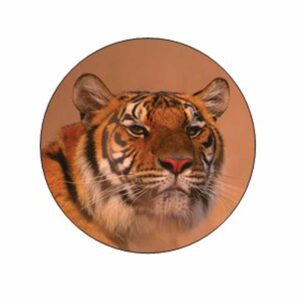 siberian tiger face stickers - gift bag or envelope seals - animal theme stationery design - party favor supplies - set of 24