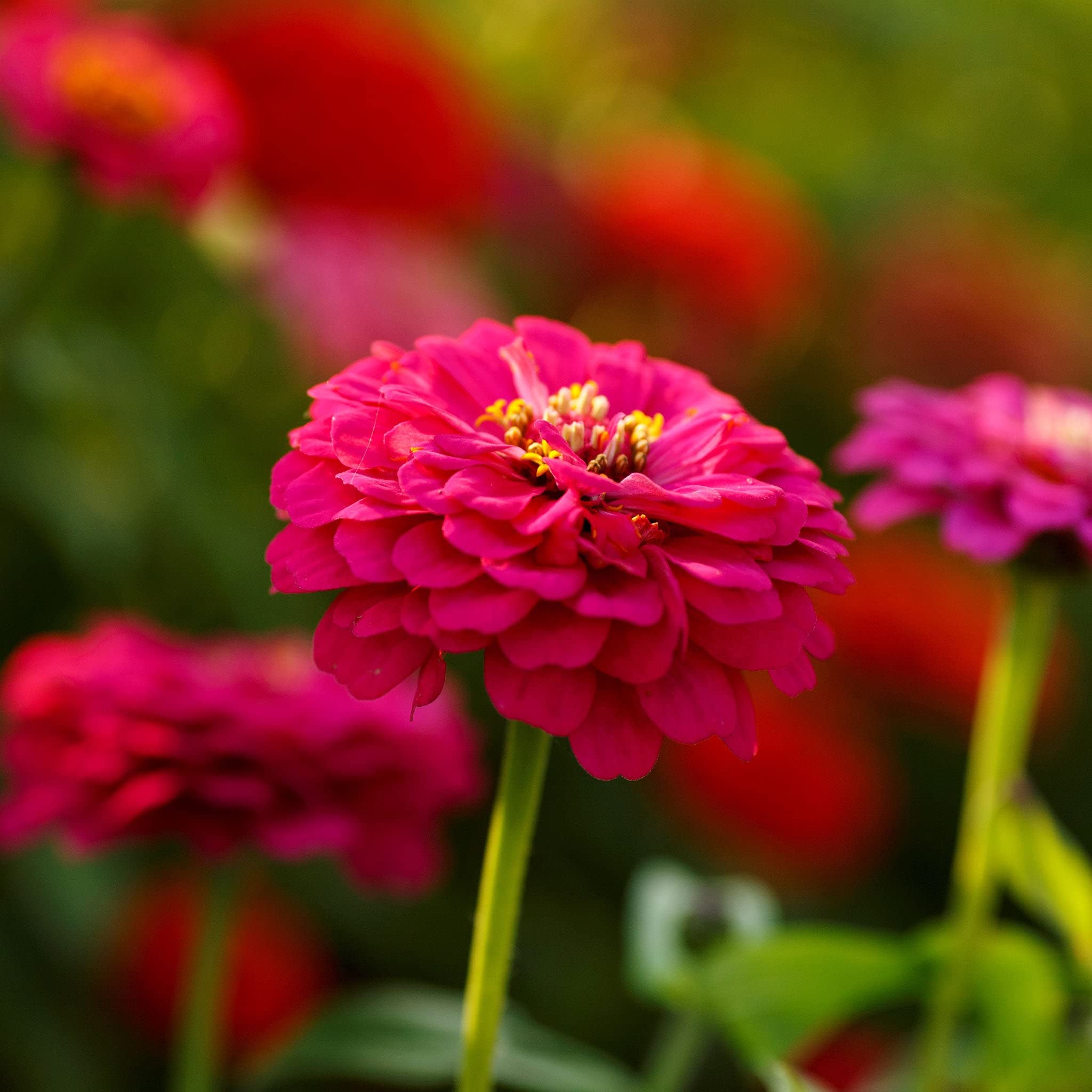 Zinnia Seeds (Dwarf) - Pepito Mix - Packet - Pink/Purple/Red Flower Seeds, Open Pollinated Seed Attracts Bees, Attracts Butterflies, Attracts Hummingbirds, Attracts Pollinators