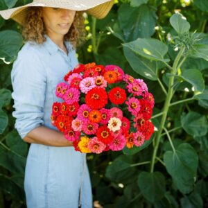 Zinnia Seeds (Dwarf) - Pepito Mix - Packet - Pink/Purple/Red Flower Seeds, Open Pollinated Seed Attracts Bees, Attracts Butterflies, Attracts Hummingbirds, Attracts Pollinators