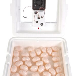 Little Giant® Digital Circulated Air Incubator | 41 Eggs | Egg Incubator with Fan, Temperature and Humidity Control | Hatching Eggs