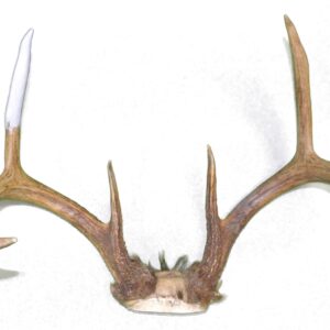 Pro Size Antler Art Crafting Epoxy Kit - Repair Horns Antlers Skulls Teeth Claws - 3 lb. Jumbo KIT -Great for Antler Lighting, Furniture, Collectibles, Antler Christmas Tree, Wreaths and More!