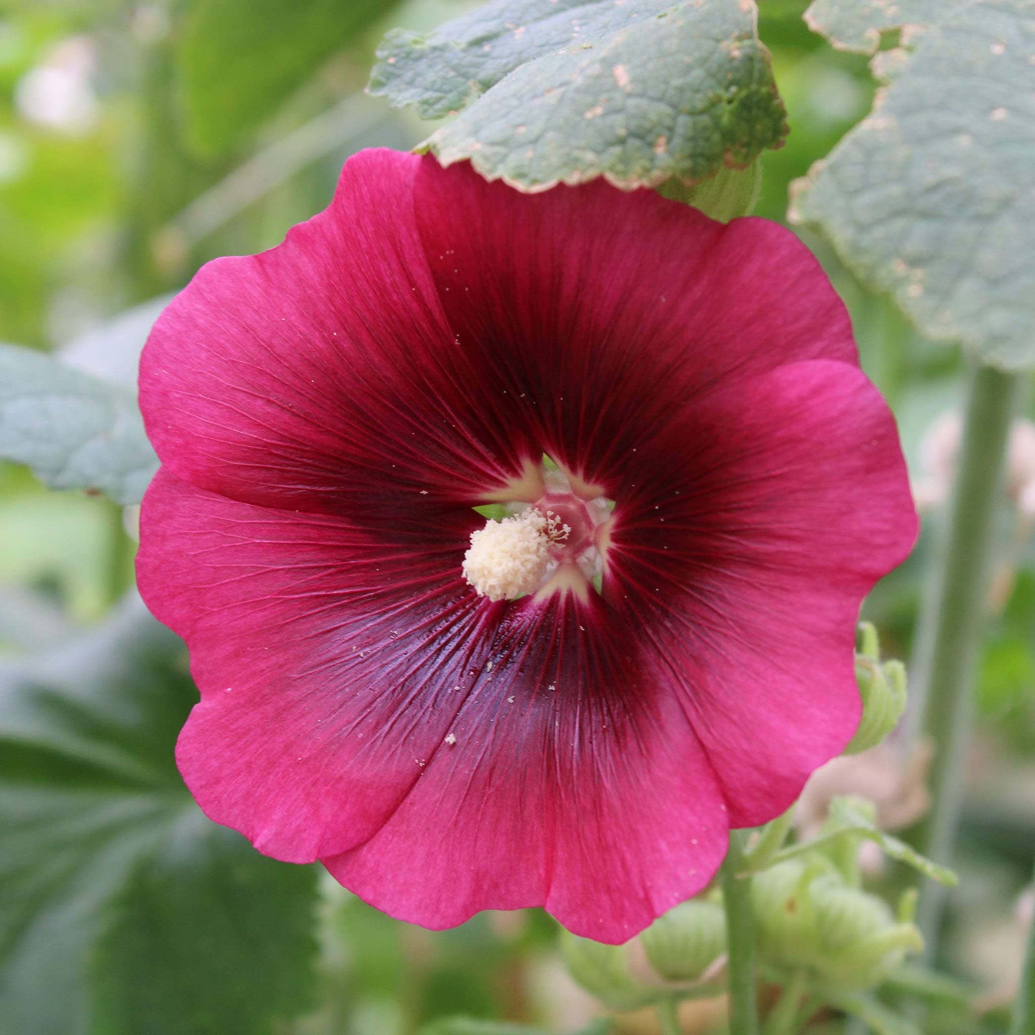 Hollyhock Seeds - Henry VIII - Red - Packet - Red Flower Seeds, Heirloom Seed Attracts Bees, Attracts Butterflies, Attracts Hummingbirds, Attracts Pollinators, Easy to Grow & Maintain, Container