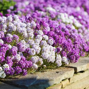 Alyssum Seeds - Magic Circle Mix - Packet - Mixed Flower Seeds, Open Pollinated Seed Attracts Bees, Attracts Butterflies, Attracts Pollinators, Fragrant, Container Garden