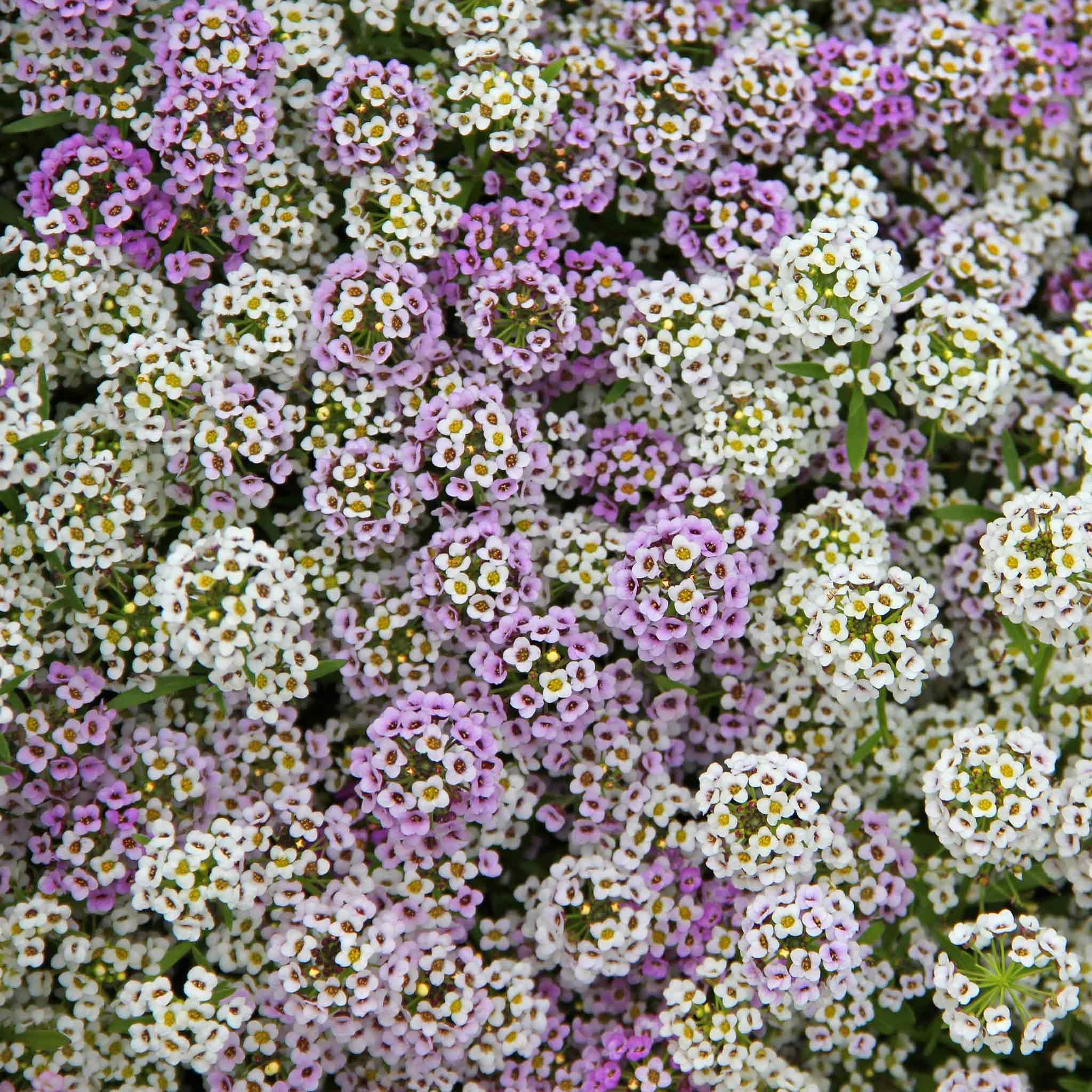 Alyssum Seeds - Magic Circle Mix - Packet - Mixed Flower Seeds, Open Pollinated Seed Attracts Bees, Attracts Butterflies, Attracts Pollinators, Fragrant, Container Garden