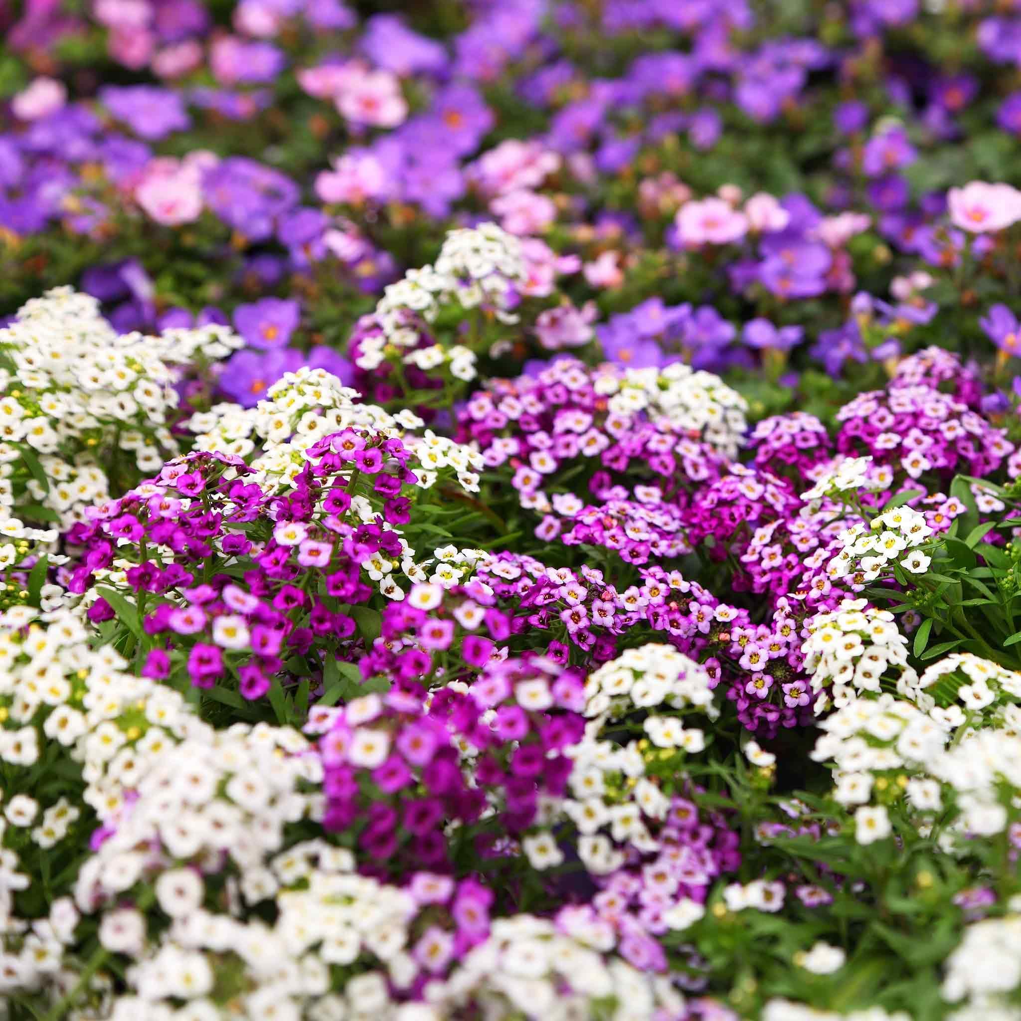 Alyssum Seeds - Magic Circle Mix - Packet - Mixed Flower Seeds, Open Pollinated Seed Attracts Bees, Attracts Butterflies, Attracts Pollinators, Fragrant, Container Garden