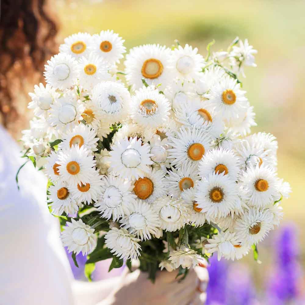 Strawflower Seeds - White - Packet - White Flower Seeds, Attracts Bees, Attracts Butterflies, Attracts Pollinators, Easy to Grow & Maintain, Cut Flower Garden