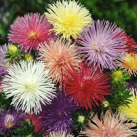 Aster Seeds (Needle) - Nova Mix - Packet - White/Pink/Purple Flower Seeds, Open Pollinated Seed Attracts Bees, Attracts Butterflies, Attracts Pollinators, Easy to Grow & Maintain, Container Garden