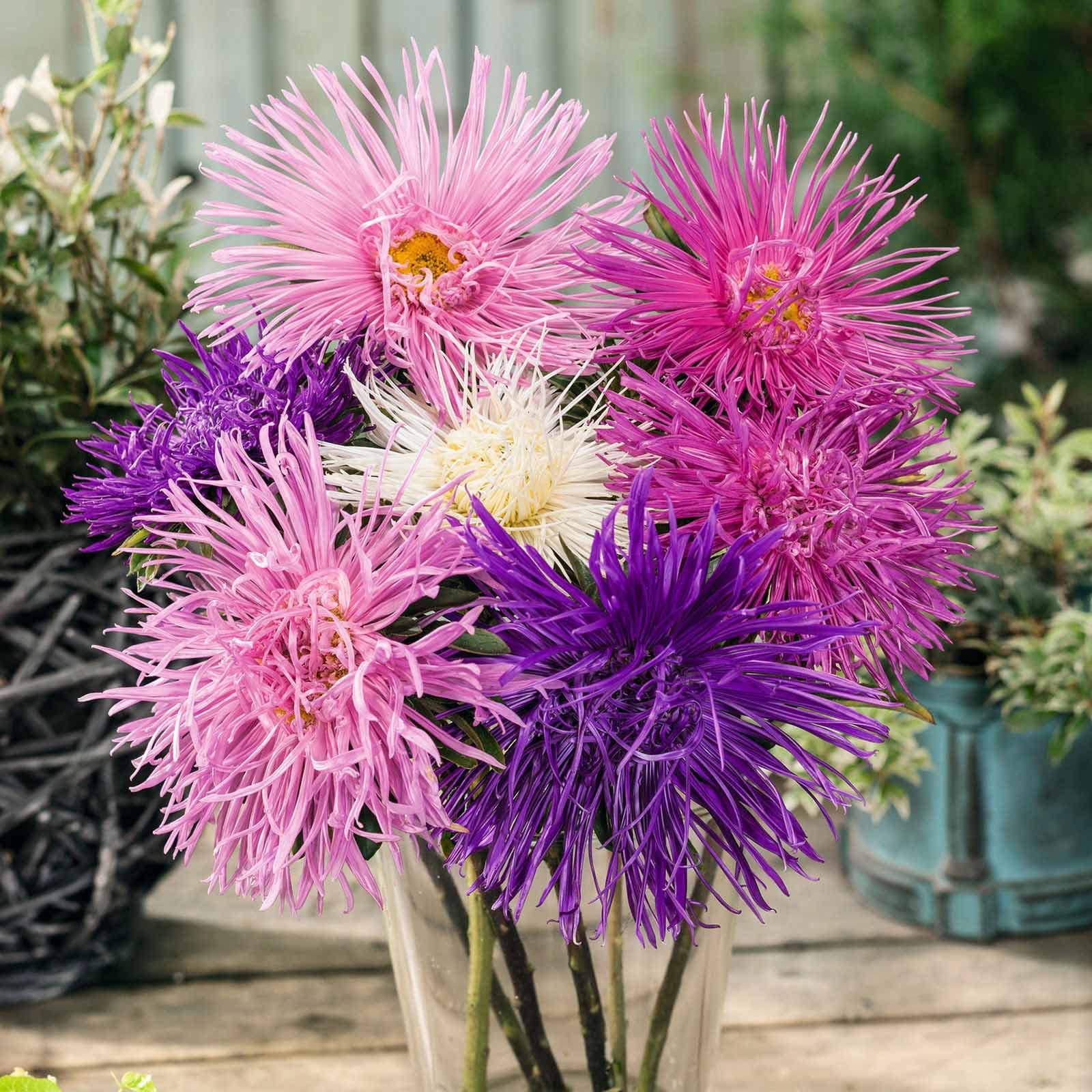 Aster Seeds (Needle) - Nova Mix - Packet - White/Pink/Purple Flower Seeds, Open Pollinated Seed Attracts Bees, Attracts Butterflies, Attracts Pollinators, Easy to Grow & Maintain, Container Garden