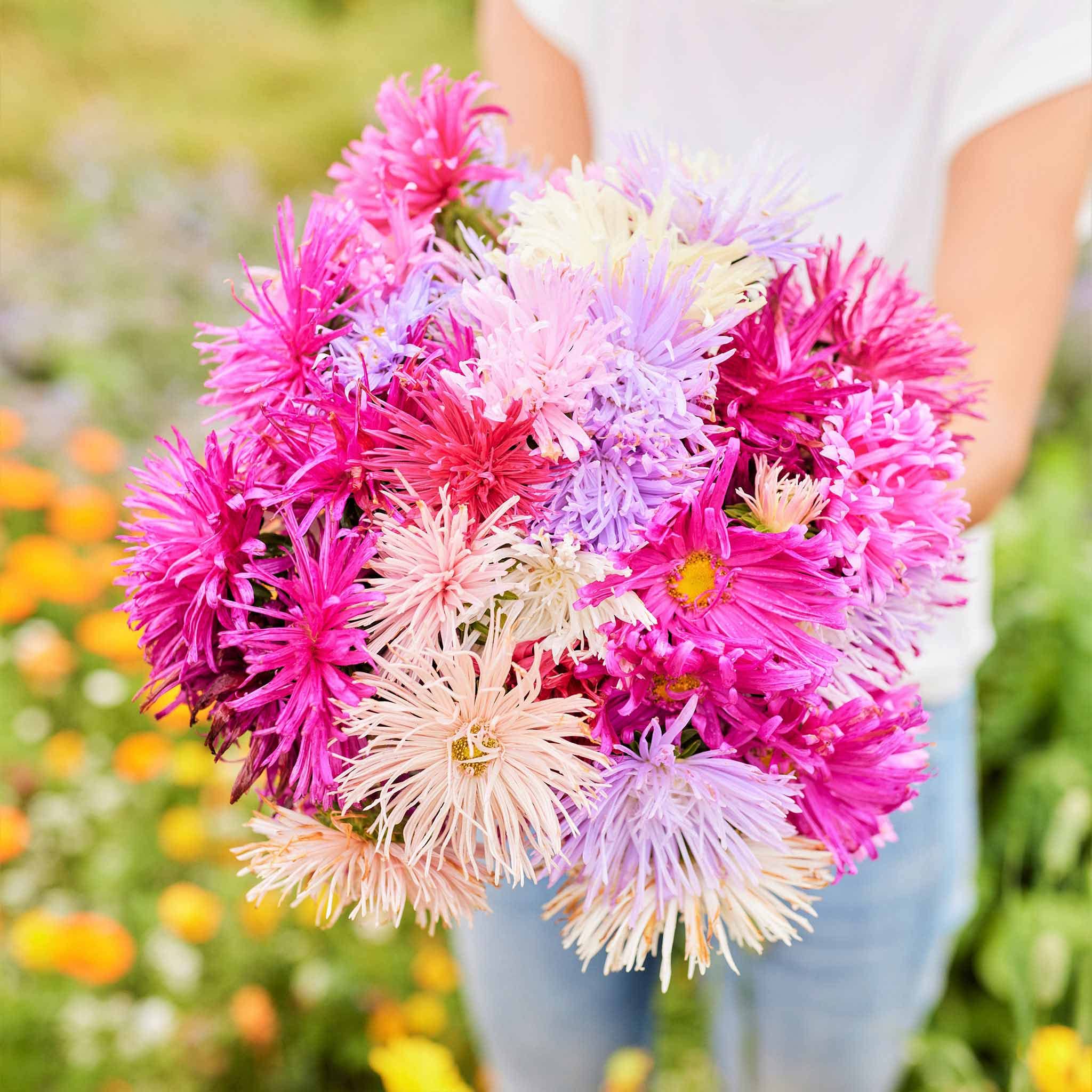 Aster Seeds (Needle) - Nova Mix - Packet - White/Pink/Purple Flower Seeds, Open Pollinated Seed Attracts Bees, Attracts Butterflies, Attracts Pollinators, Easy to Grow & Maintain, Container Garden