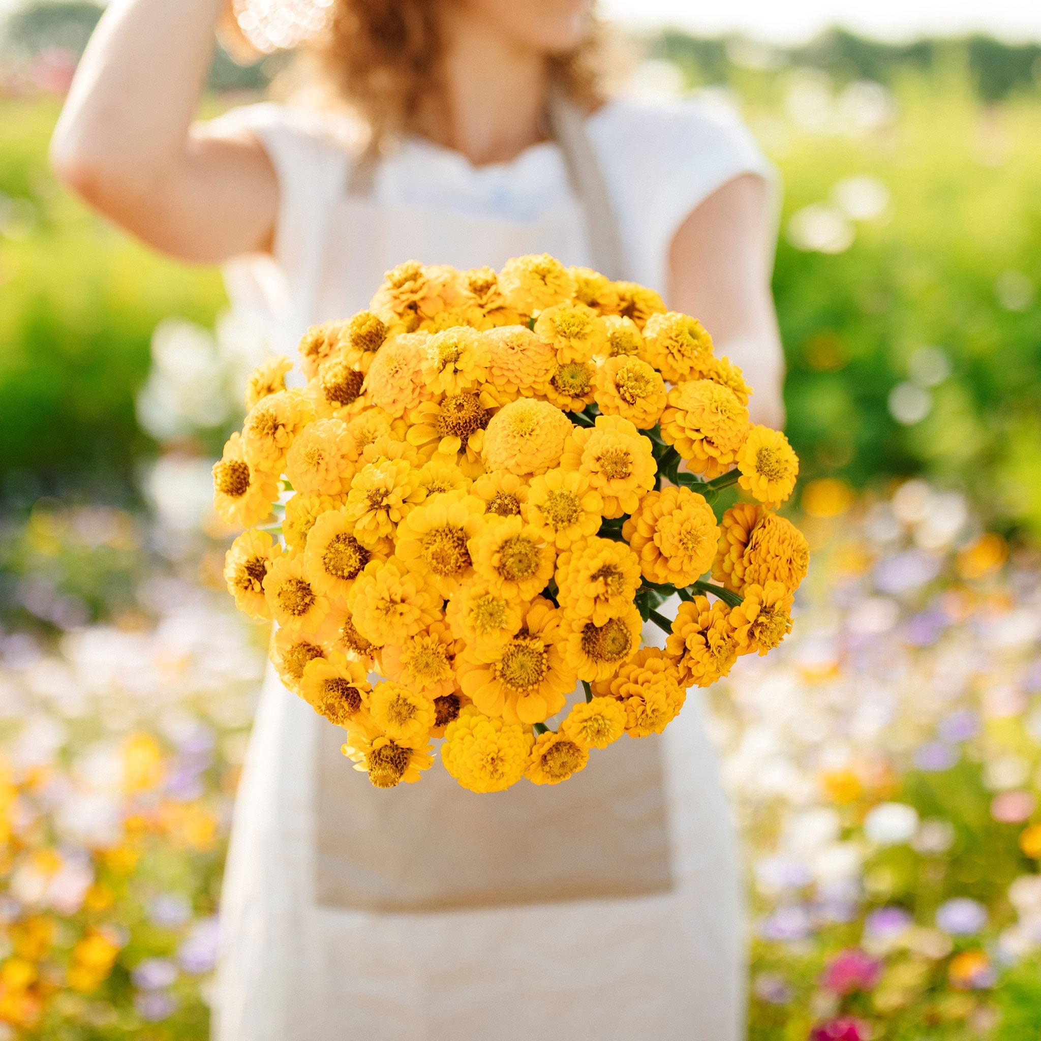 Eden Brothers Zinnia Seeds - Lilliput Yellow, Non-GMO Seeds for Planting, Packet | Low-Maintenance Flower Seeds, Plant During Spring, Zones 3, 4, 5, 6, 7, 8, 9, 10