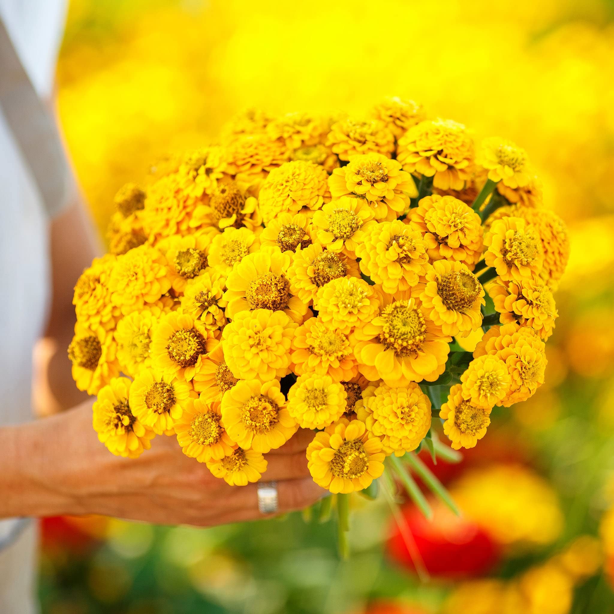 Eden Brothers Zinnia Seeds - Lilliput Yellow, Non-GMO Seeds for Planting, Packet | Low-Maintenance Flower Seeds, Plant During Spring, Zones 3, 4, 5, 6, 7, 8, 9, 10