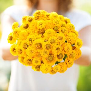 Eden Brothers Zinnia Seeds - Lilliput Yellow, Non-GMO Seeds for Planting, Packet | Low-Maintenance Flower Seeds, Plant During Spring, Zones 3, 4, 5, 6, 7, 8, 9, 10