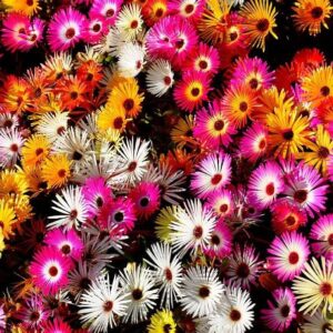 Daisy Seeds (Ice Plant) - Livingstone Mix - Packet - Pink/White/Purple Flower Seeds, Attracts Bees, Attracts Butterflies, Attracts Pollinators, Easy to Grow & Maintain, Extended Bloom Time, Fast