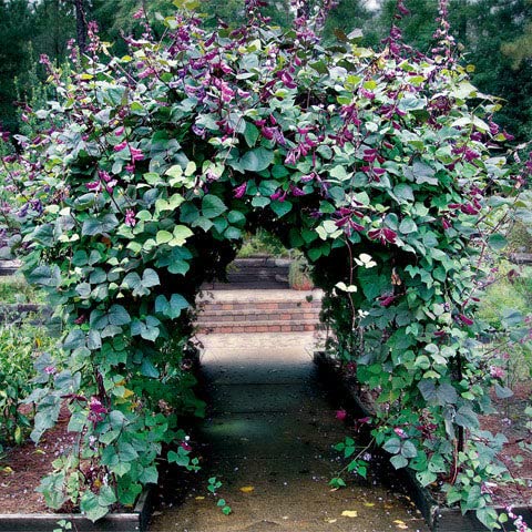 Eden Brothers Hyacinth Bean Seeds Non-GMO Seeds for Planting, Packet | Low-Maintenance Flower Seeds, Plant During Warm Season, Zones 10, 3, 4, 5, 6, 7, 8, 9