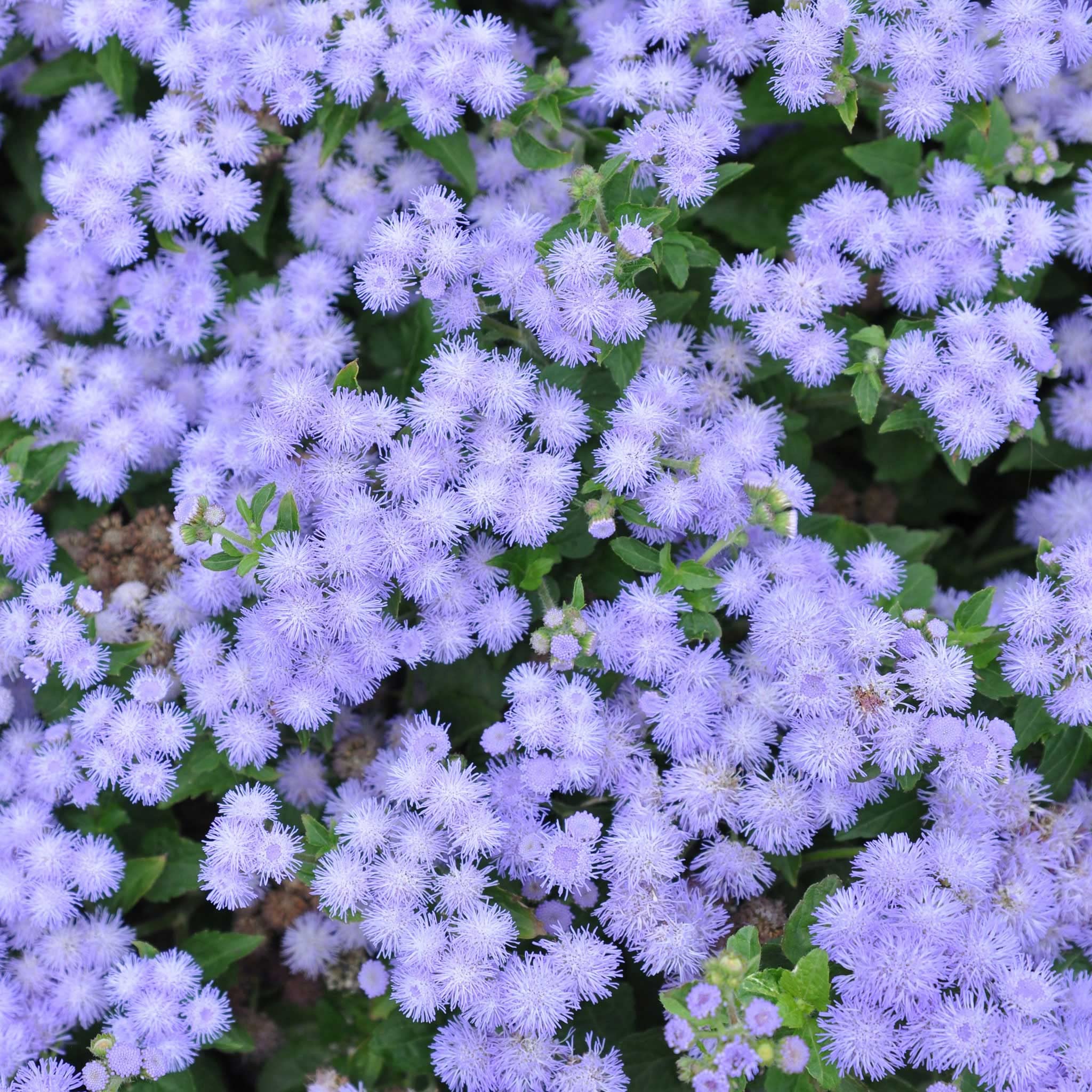 Ageratum Seeds (Dwarf) - Blue Mink - 1/4 Pound - Blue Flower Seeds, Heirloom Seed Attracts Bees, Attracts Butterflies, Attracts Pollinators, Fragrant, Container Garden