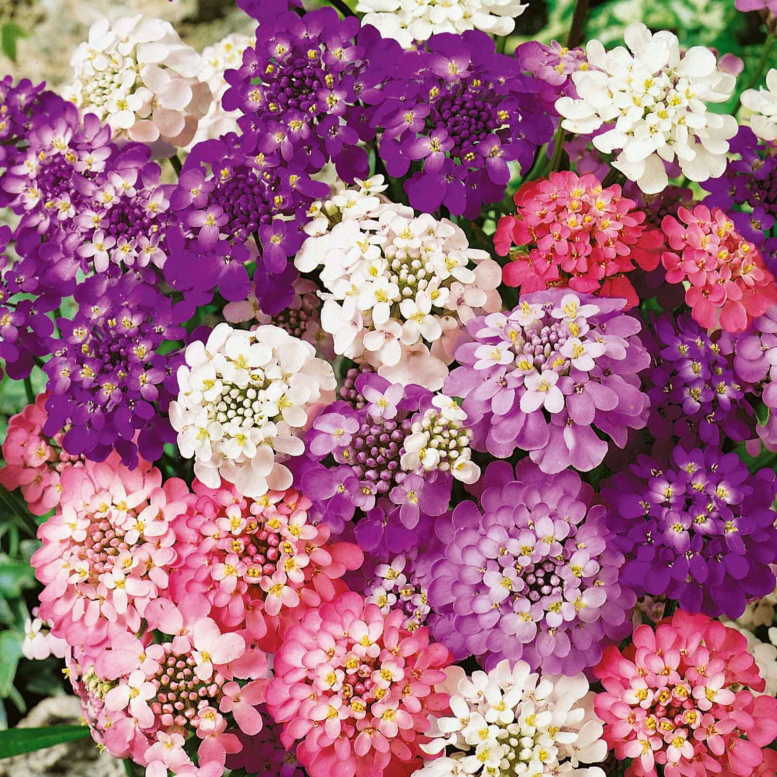 Candytuft Seeds (Dwarf) - Fairy Mix - Packet - Purple/Pink/White Flower Seeds, Heirloom Seed Attracts Bees, Attracts Butterflies, Attracts Pollinators, Edible, Extended Bloom Time, Fragrant