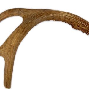 Big Dog Antler Chews - Deer Antler Dog Chew, Medium, 9 Inches to 13 Inches Long. Perfect for Your Medium to Large Size Dogs and Puppies! Grade A Premium. Happy Dog Guarantee!