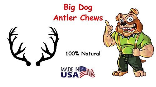 Big Dog Antler Chews - Deer Antler Dog Chew, Medium, 9 Inches to 13 Inches Long. Perfect for Your Medium to Large Size Dogs and Puppies! Grade A Premium. Happy Dog Guarantee!