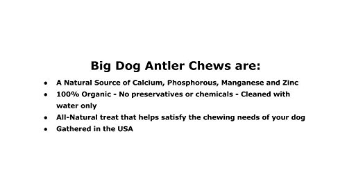 Big Dog Antler Chews - Deer Antler Dog Chew, Medium, 9 Inches to 13 Inches Long. Perfect for Your Medium to Large Size Dogs and Puppies! Grade A Premium. Happy Dog Guarantee!