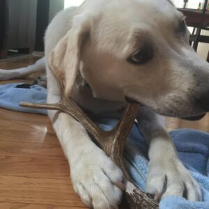 Big Dog Antler Chews - Deer Antler Dog Chew, Medium, 9 Inches to 13 Inches Long. Perfect for Your Medium to Large Size Dogs and Puppies! Grade A Premium. Happy Dog Guarantee!