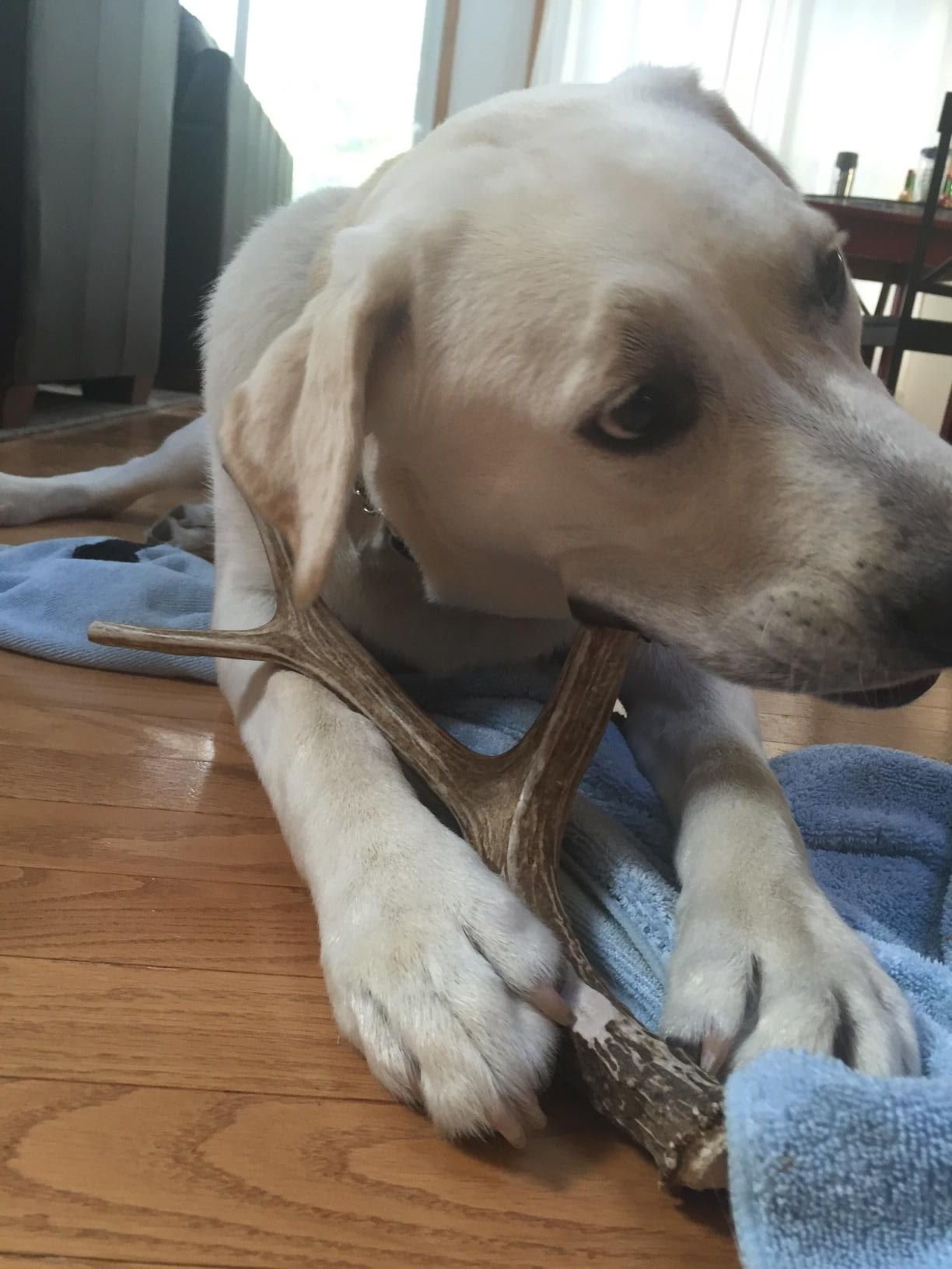 Big Dog Antler Chews - Deer Antler Dog Chew, Medium, 9 Inches to 13 Inches Long. Perfect for Your Medium to Large Size Dogs and Puppies! Grade A Premium. Happy Dog Guarantee!