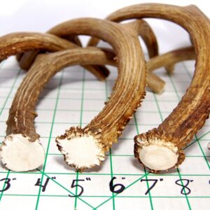 Big Dog Antler Chews - Deer Antler Dog Chew, Medium, 9 Inches to 13 Inches Long. Perfect for Your Medium to Large Size Dogs and Puppies! Grade A Premium. Happy Dog Guarantee!