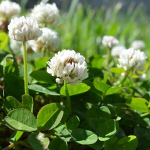 White Dutch Clover- 10 Full POUNDS