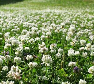 White Dutch Clover- 10 Full POUNDS