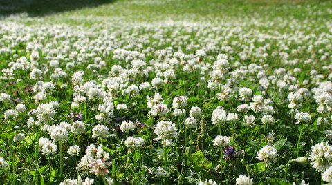 White Dutch Clover- 10 Full POUNDS