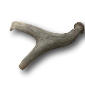 Top Dog Chews Premium Large Grade A Whitetail Deer Antler for Dogs - Single Antler