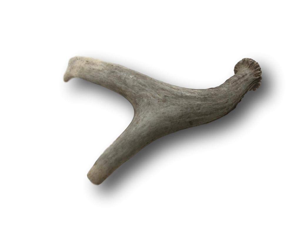 Top Dog Chews Premium Large Grade A Whitetail Deer Antler for Dogs - Single Antler