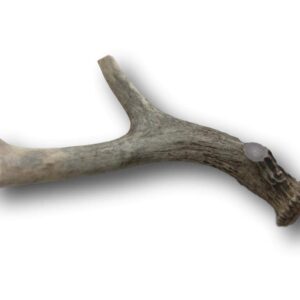 Top Dog Chews Premium Large Grade A Whitetail Deer Antler for Dogs - Single Antler