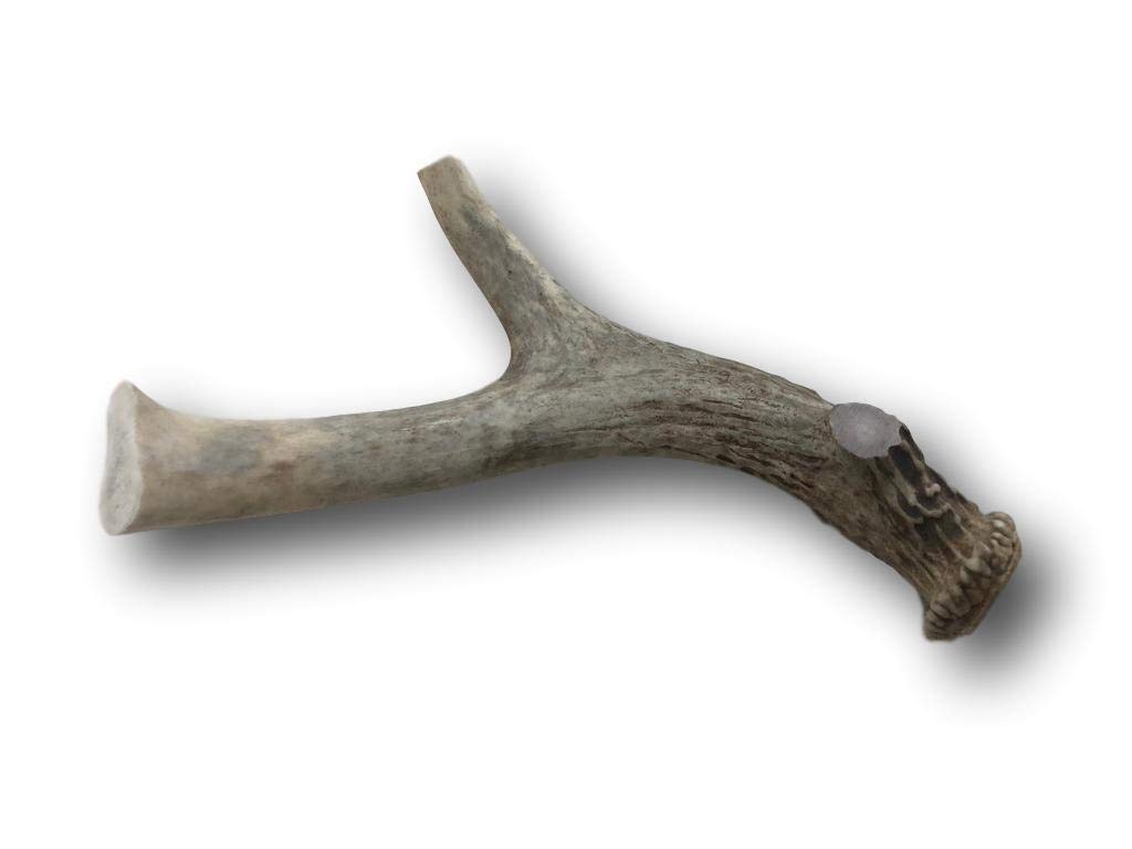 Top Dog Chews Premium Large Grade A Whitetail Deer Antler for Dogs - Single Antler