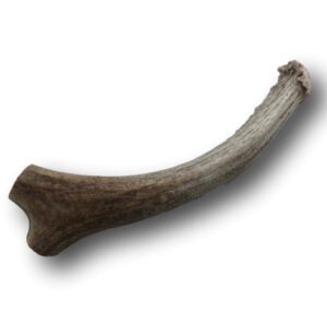 Top Dog Chews Premium Large Grade A Whitetail Deer Antler for Dogs - Single Antler