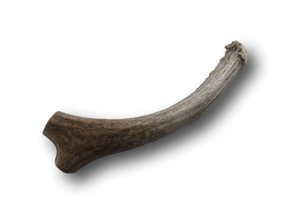 Top Dog Chews Premium Large Grade A Whitetail Deer Antler for Dogs - Single Antler