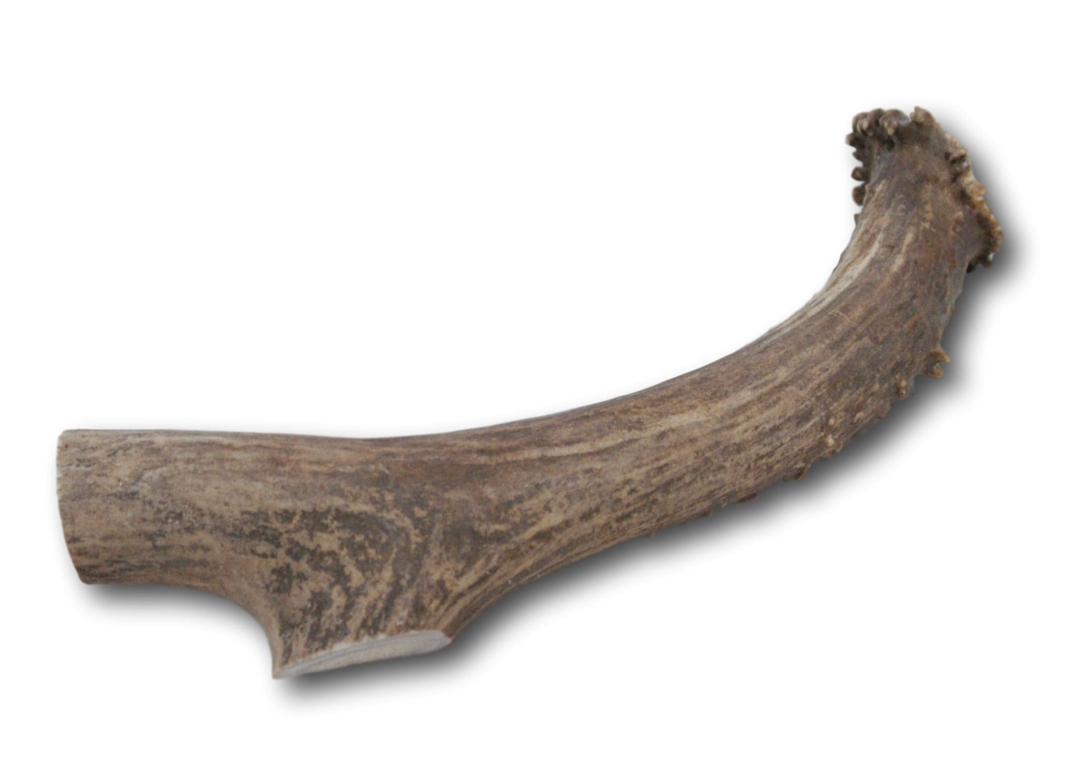 Top Dog Chews Premium Large Grade A Whitetail Deer Antler for Dogs - Single Antler