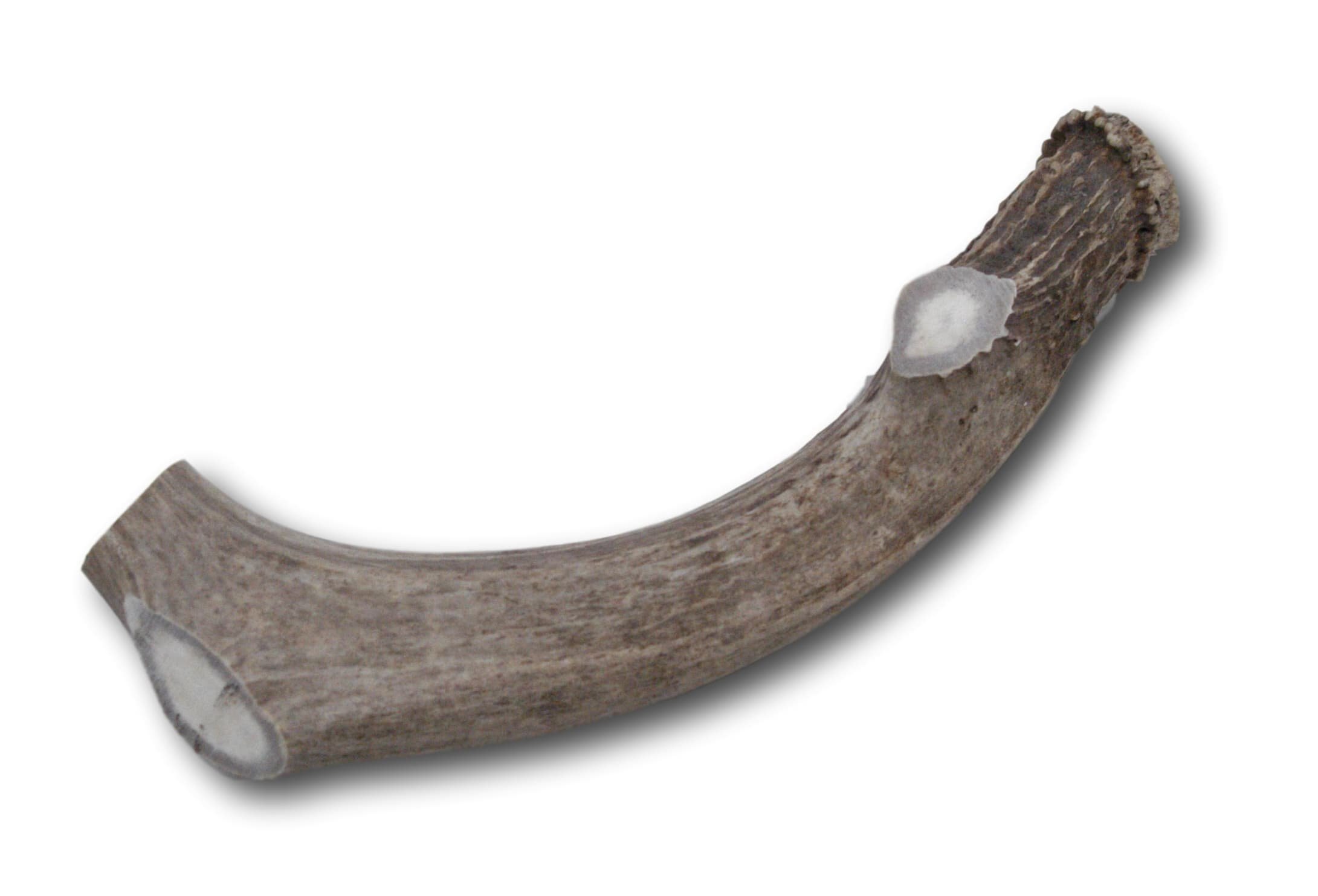 Top Dog Chews Premium Large Grade A Whitetail Deer Antler for Dogs - Single Antler