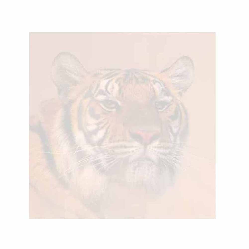 Tiger Face Sticky Notes - Set of 3 - Wildlife Animal Theme Design - Stationery Gift - Paper Memo Pad - Office and School Supplies