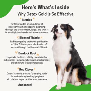 Pet Wellbeing Detox Gold for Dogs - Vet-Formulated - Gentle Detoxification & Elimination Support - Natural Herbal Supplement 2 oz (59 ml)