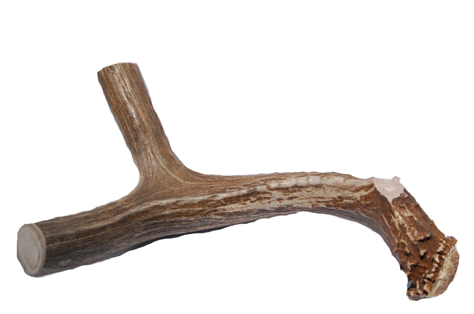 XL Deer Antler Dog Chew - Extra Large, Jumbo, for Large Dogs and Puppies Who are Aggressive Chewers