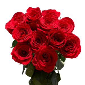 dozen red roses- fresh cut flowers- beautiful gift