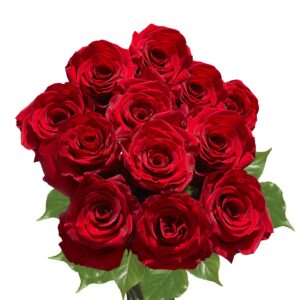 Dozen Red Roses- Fresh Cut Flowers- Beautiful Gift