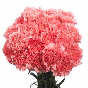 Fresh Flowers- Pink Carnations - 100 Fresh Cut Stems (OM)