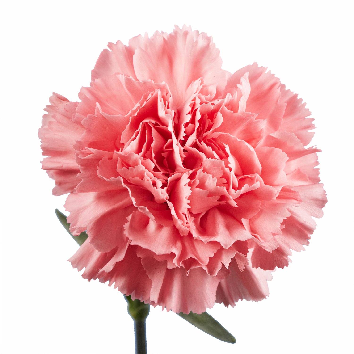 Fresh Flowers- Pink Carnations - 100 Fresh Cut Stems (OM)